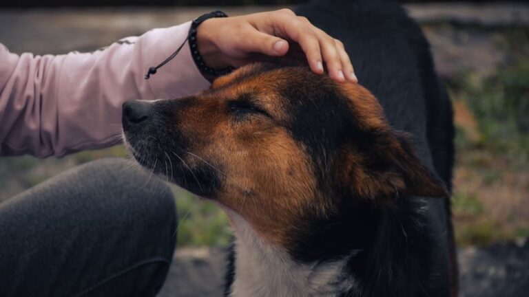 Psychology Says Dogs Who Were Abused Show Greater Loyalty Once Trust Is Earned Than Dogs Who Were Never Harmed