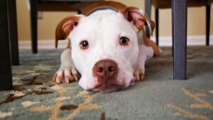 13 Quiet Things Your Dog Does in the Final Weeks That Most Owners Only Recognise Later