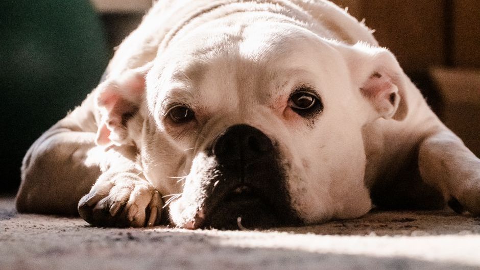 12 Soft Signs Your Dog Is Telling You They're Ready - Most Owners Don't Catch Them Until It's Over
