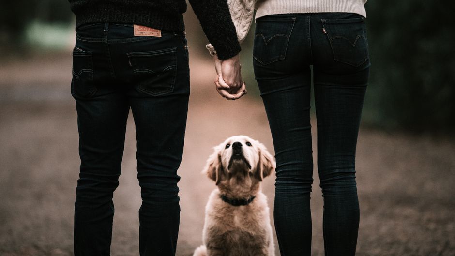 Psychology Says Dogs Experience Social Jealousy and Use Deliberate Interruption Behaviors to Reclaim Attention