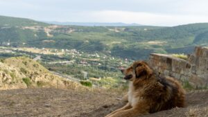 7 Things Dogs Never Forget - No Matter How Much Time Has Passed