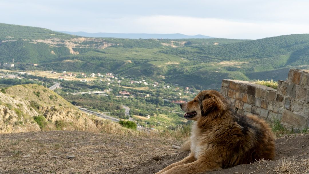7 Things Dogs Never Forget - No Matter How Much Time Has Passed