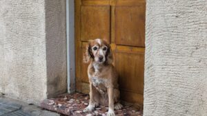 The Moment Dogs Realize They're Going to the Vet - 8 Heartbreaking Reactions