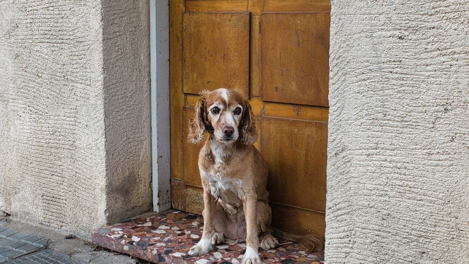 The Moment Dogs Realize They're Going to the Vet - 8 Heartbreaking Reactions