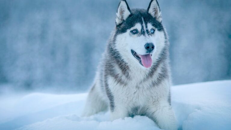 12 Zodiac Signs and the Dog Breeds They Secretly Need in Their Lives