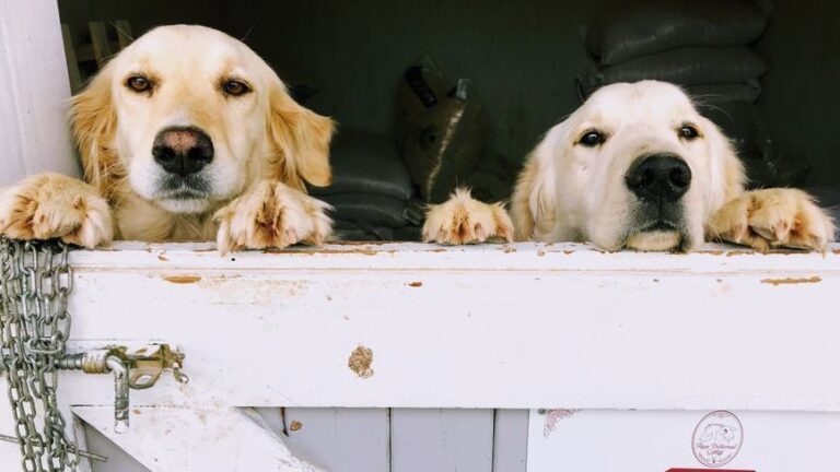 The Zodiac Signs That Form an Unbreakable Bond With Golden Retrievers