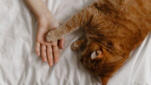 Why Does My Cat Put Their Paw On Me?
