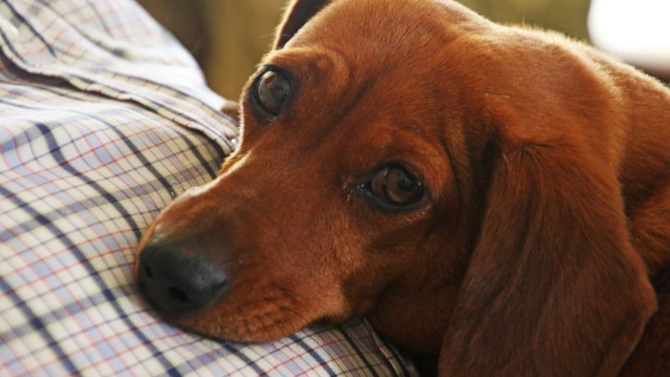 15 Things Every Dog Does Before They Leave That Their Owner Carries With Them Forever