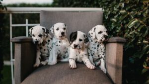 13 Dog Breeds That Vet Behaviourists Say Are Almost Never the Right Match for the Families Who Want Them