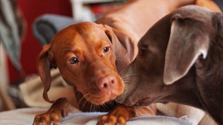 Psychology Says Dogs Recognize the Sound of Their Owner's Car and Begin Releasing Oxytocin Before the Door Opens