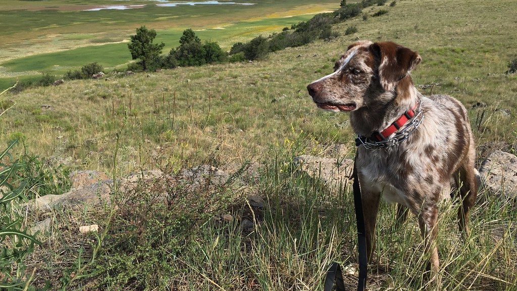 7 Things a Dog Rescuer Notices in the First 10 Seconds That Most Owners Miss