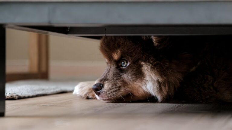 8 Dog Behaviors Science Links to Their Owner's Unspoken Loneliness