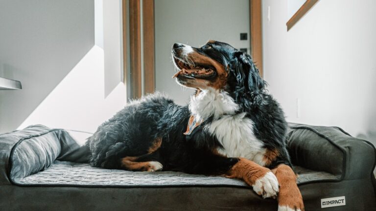 Psychology Says Dogs Exhibit Mourning Behaviors After Losing a Bonded Human That Last Far Longer Than People Expect