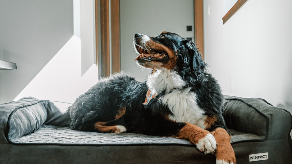Psychology Says Dogs Exhibit Mourning Behaviors After Losing a Bonded Human That Last Far Longer Than People Expect