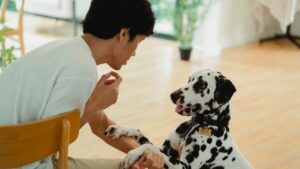 15 Signs Your Senior Dog Is Still Completely With You on the Days It Seems Like They're Not