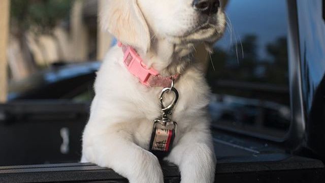 Psychology Says Dogs Recognize the Sound of Their Owner's Car and Begin Releasing Oxytocin Before the Door Opens