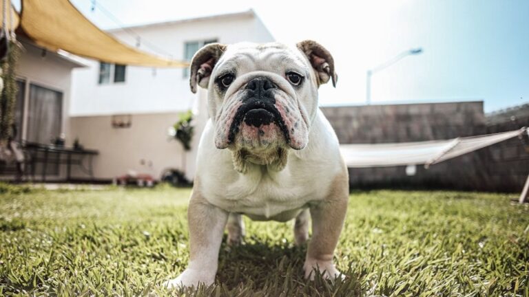 Which Dog Breed Reflects Your Zodiac Sign's Shadow Personality That You Hide From the World