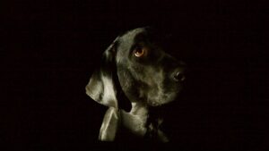 Why Your Dog Stares at the Corner of the Room at Night - Experts Weigh In