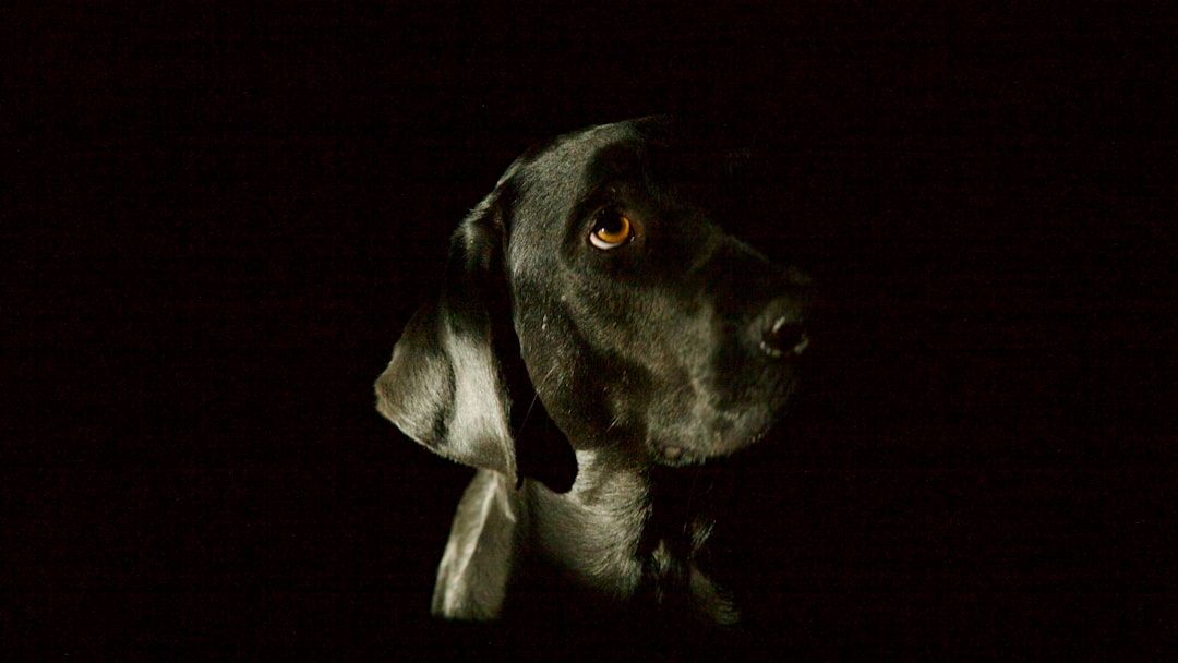 Why Your Dog Stares at the Corner of the Room at Night - Experts Weigh In