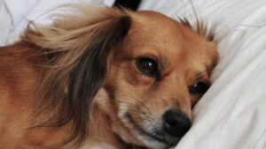The Real Reason Your Dog Stares at You While They're Dying Has Nothing to Do With Pain
