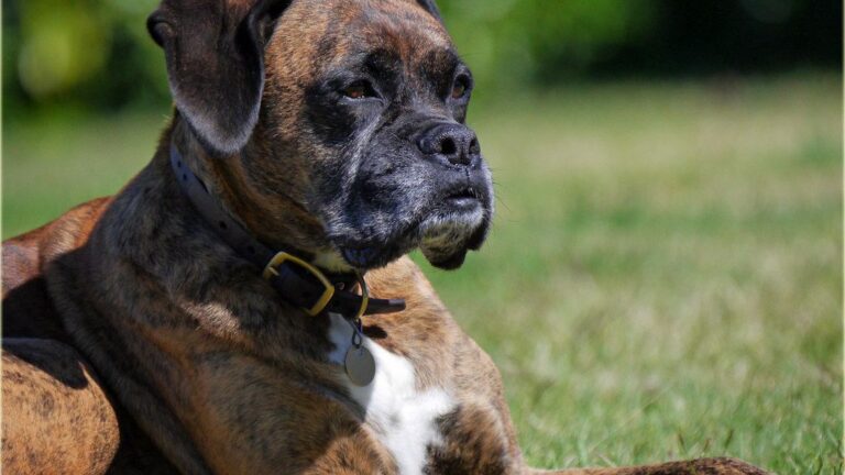 Psychology Says Dogs Instinctively Position Themselves Between Their Owner and Anyone Who Triggers Cortisol Spikes