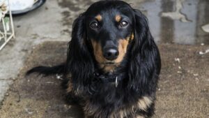 11 Things Dogs Do When They Sense a Dark Energy Has Entered Your Home