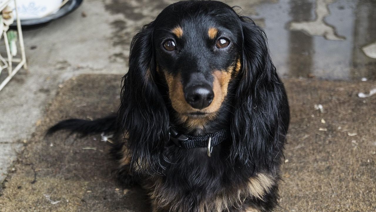 11 Things Dogs Do When They Sense a Dark Energy Has Entered Your Home