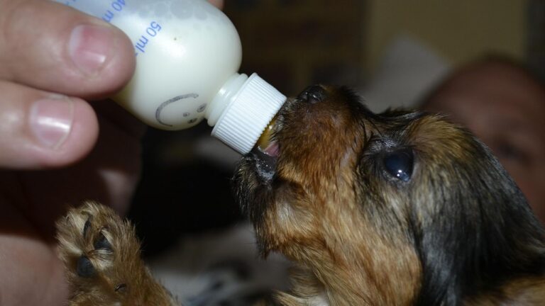 Psychology Says Dogs Who Were Bottle-Fed as Puppies Form a Different Kind of Attachment to Humans That Lasts Their Entire Life