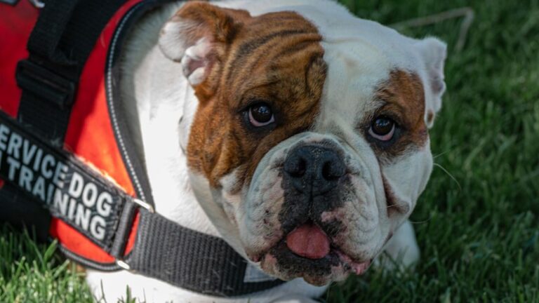 Psychology Says Dogs Can Detect When Their Owner Is About to Have a Panic Attack Minutes Before It Happens