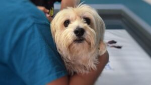 13 Things Senior Dogs Do When They're Slowing Down That Most Owners Misread