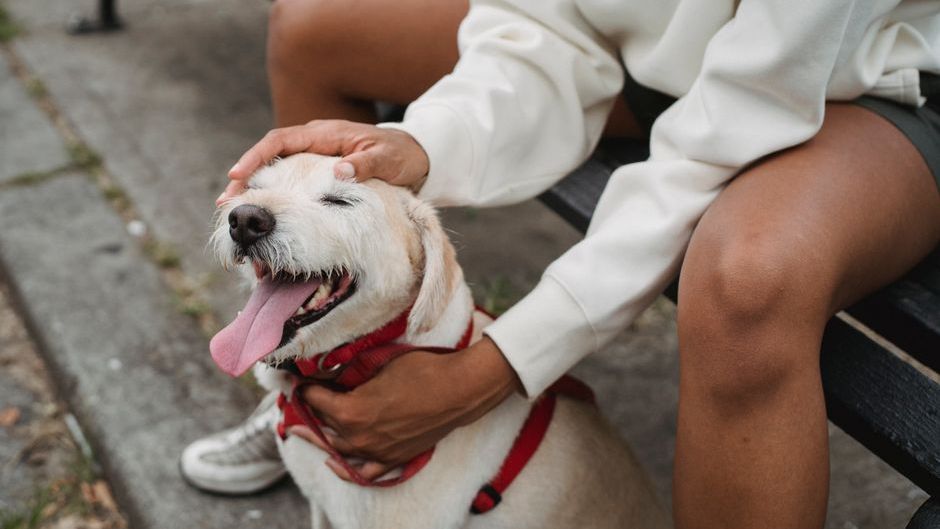 14 Ways an Ageing Dog Shows They Still Know Exactly Who You Are