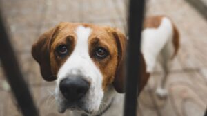 13 Ways Your Dog Tries to Apologise That Most Owners Completely Miss