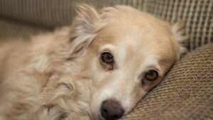 What Your Dog's Sleeping Position Reveals About Trauma They Experienced Before You Adopted Them