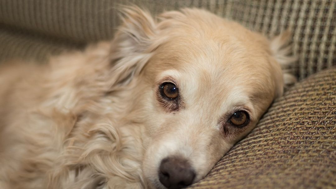 What Your Dog's Sleeping Position Reveals About Trauma They Experienced Before You Adopted Them