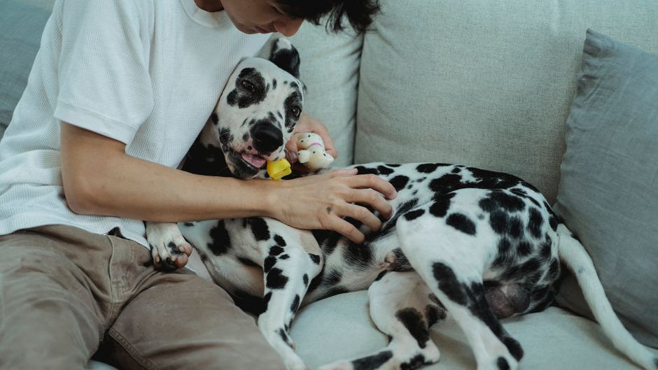 Psychology Says Experiencing A Loss Of Purpose After Losing A Pet Is Merely A Testament To How Deeply You Devoted Your Life To Your Pet When They Were Here On Earth