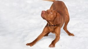 9 Dog Breeds That Physically Deteriorate When Separated From Their Favorite Human for Too Long