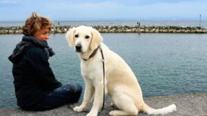 7 Dog Breeds That Refuse to Leave Their Owner's Grave Even After Years Have Passed