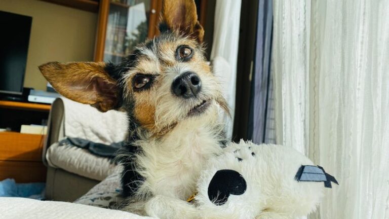 Psychology Says When Your Dog Brings You Their Toy While You're Crying, They're Offering Their Most Valuable Possession to Fix You