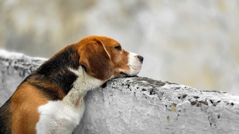 Psychology Says Dogs Who Refuse to Eat After You Leave for Work Are Showing Signs of a Grief Response Scientists Just Started Understanding