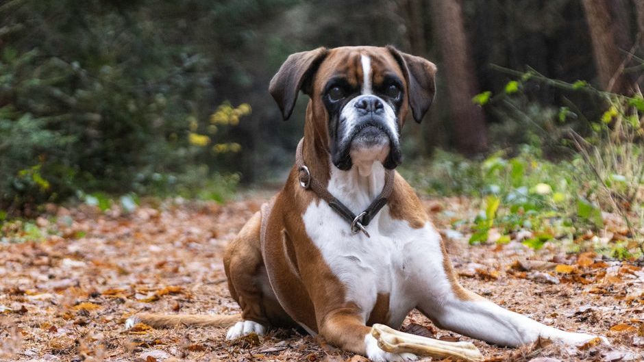 7 Dog Breeds That Can Detect When You're About to Have a Panic Attack Before You Even Feel It