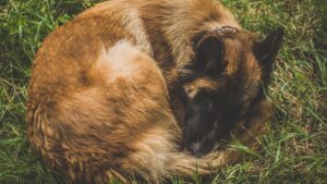 The Real Reason Your Dog Circles Before Lying Down Has Nothing to Do With Comfort and Everything to Do With Survival