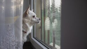 6 Things Your Dog Does Every Morning That Prove They Remember Yesterday Better Than Most Humans