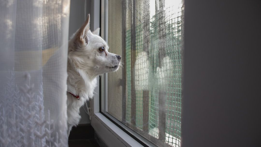 6 Things Your Dog Does Every Morning That Prove They Remember Yesterday Better Than Most Humans