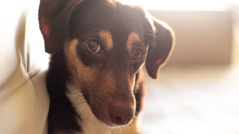 Animal Psychology Says Dogs Who Cling to You During Arguments Are Absorbing Your Stress, Not Shielding It