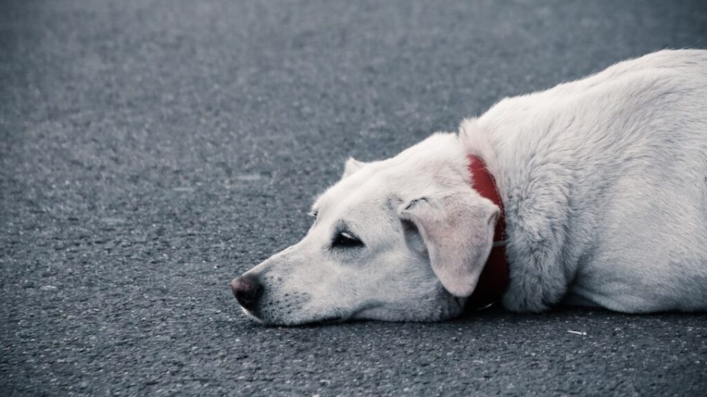 8 Dog Breeds That Physically Shut Down When They Lose Their Favorite Human