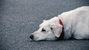 8 Dog Breeds That Physically Shut Down When They Lose Their Favorite Human