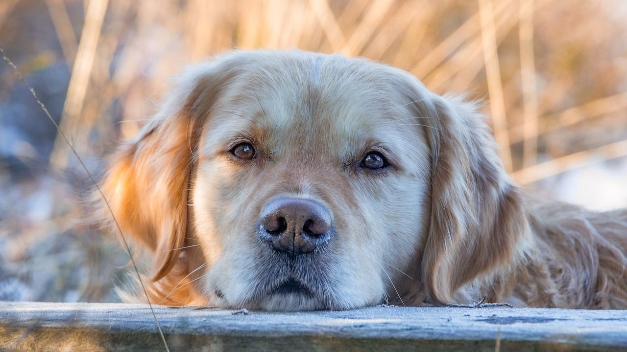 What Your Dog's Eyes Look Like the Moment They Realize You're Never Coming Back
