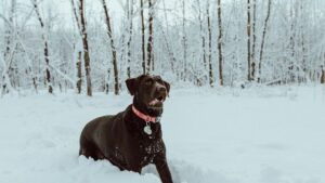 9 Silent Signals Your Dog Sends When They Know You're About to Betray Their Trust