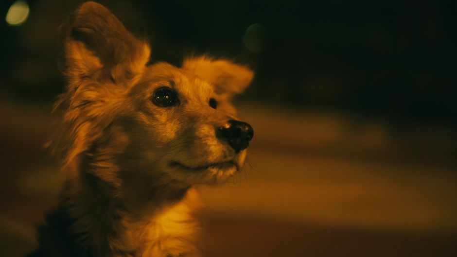 8 Dog Behaviors That Are Actually Desperate Cries for Help in Disguise