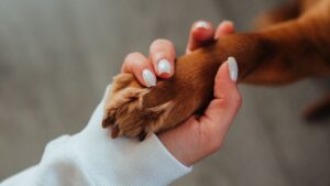 10 Things Your Dog Is Asking For When They Put Their Paw on Your Hand